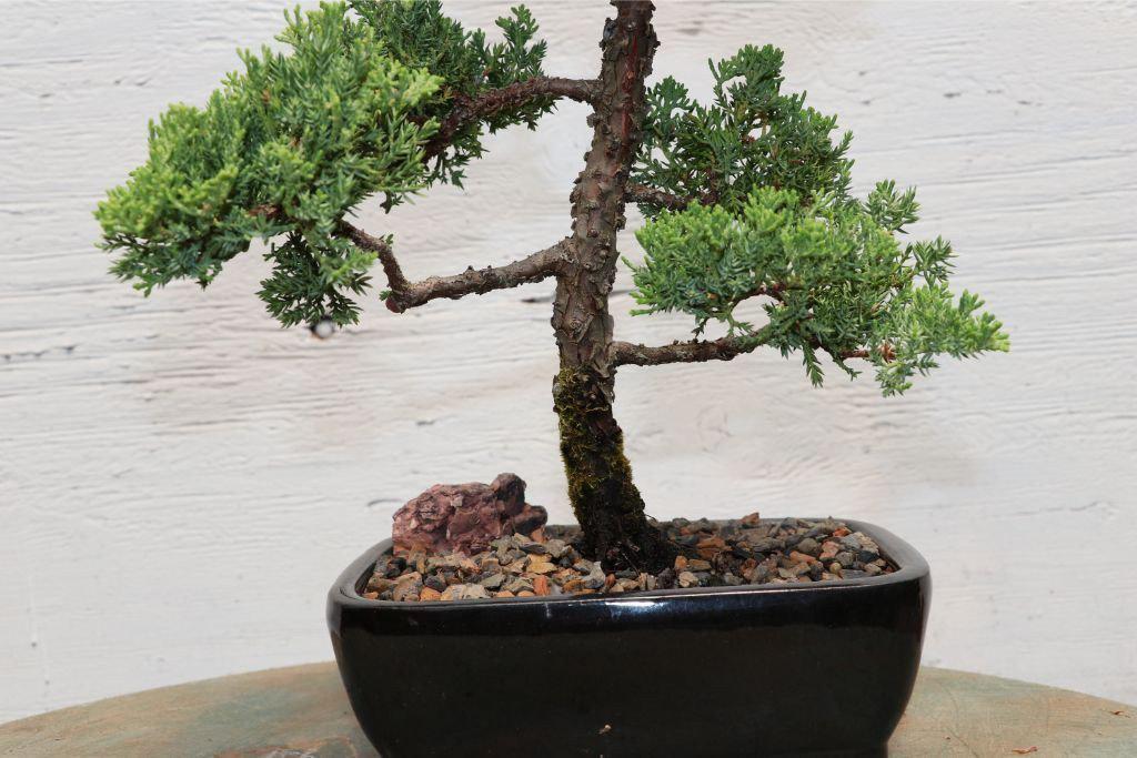 Large Juniper Bonsai Tree Closeup