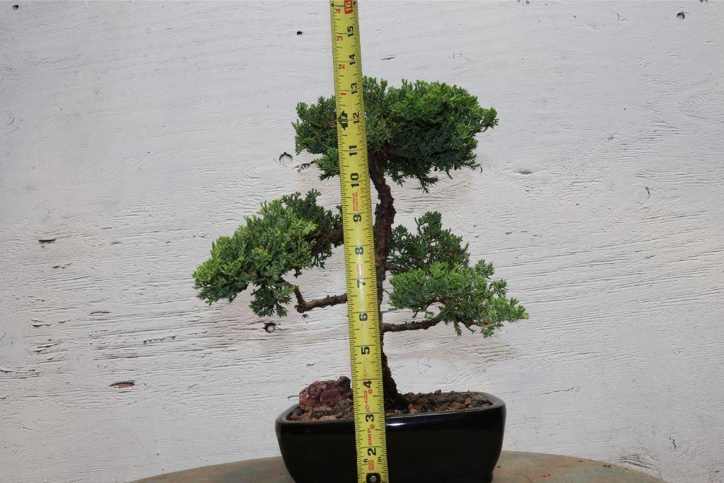 Large Juniper Bonsai Tree Size