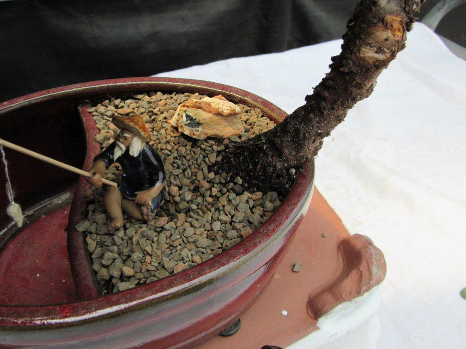 Land & Water Traditional Juniper Bonsai Tree Closeup