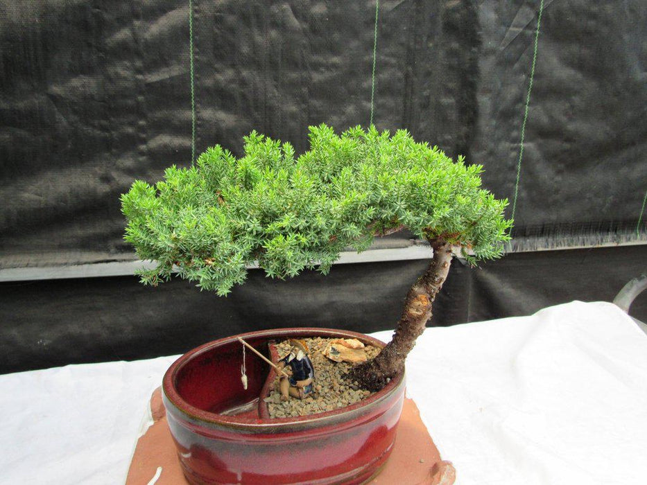 Land & Water Traditional Juniper Bonsai Tree Top Down