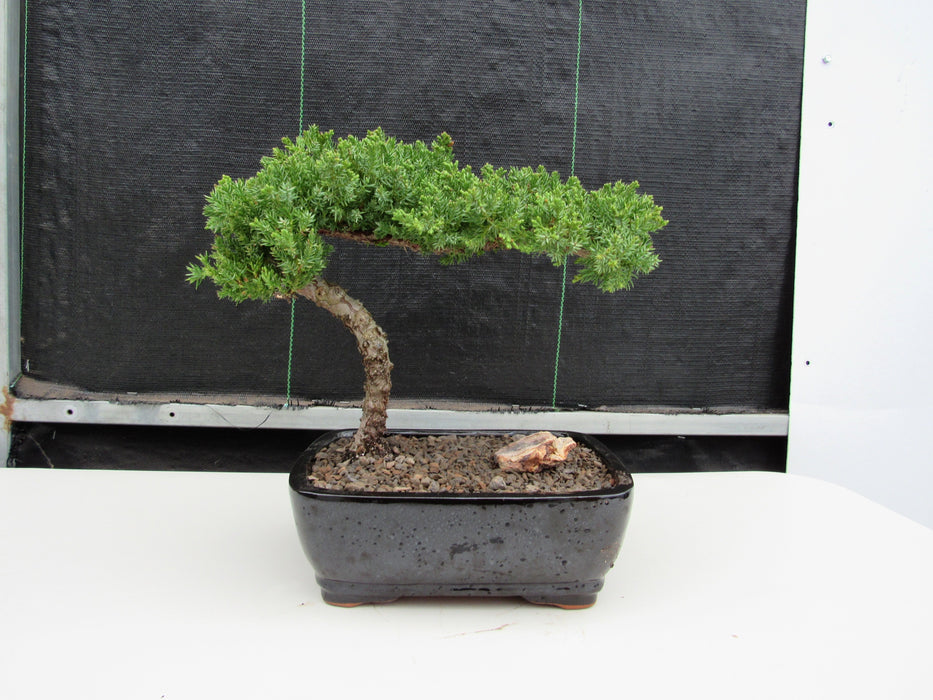 Medium Juniper Bonsai Tree Profile