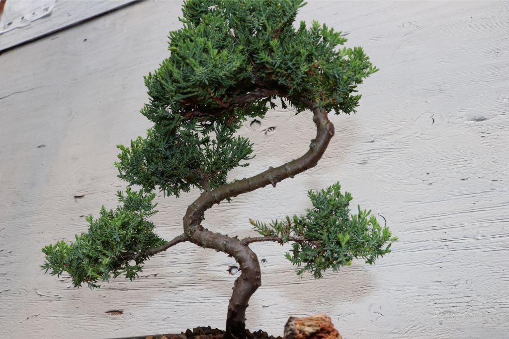 Curved Trunk Juniper Bonsai Tree