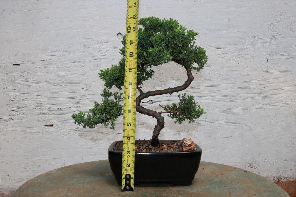 S Shaped Juniper Bonsai Tree Size
