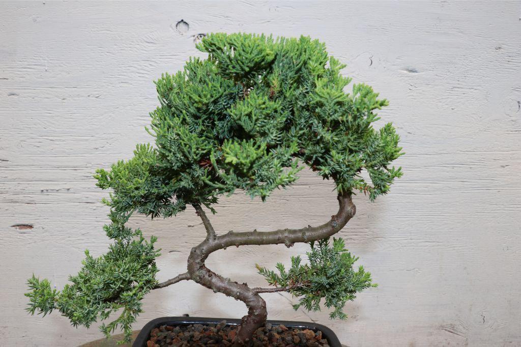 S Shaped Juniper Bonsai Tree Closeup