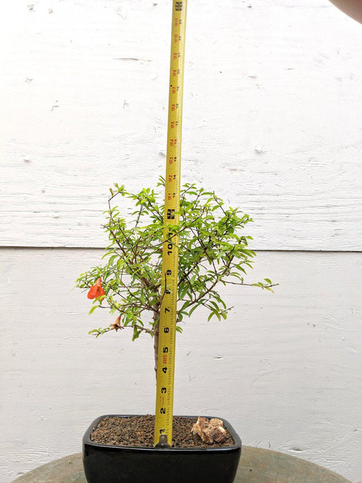 Large Dwarf Pomegranate Bonsai Tree Height