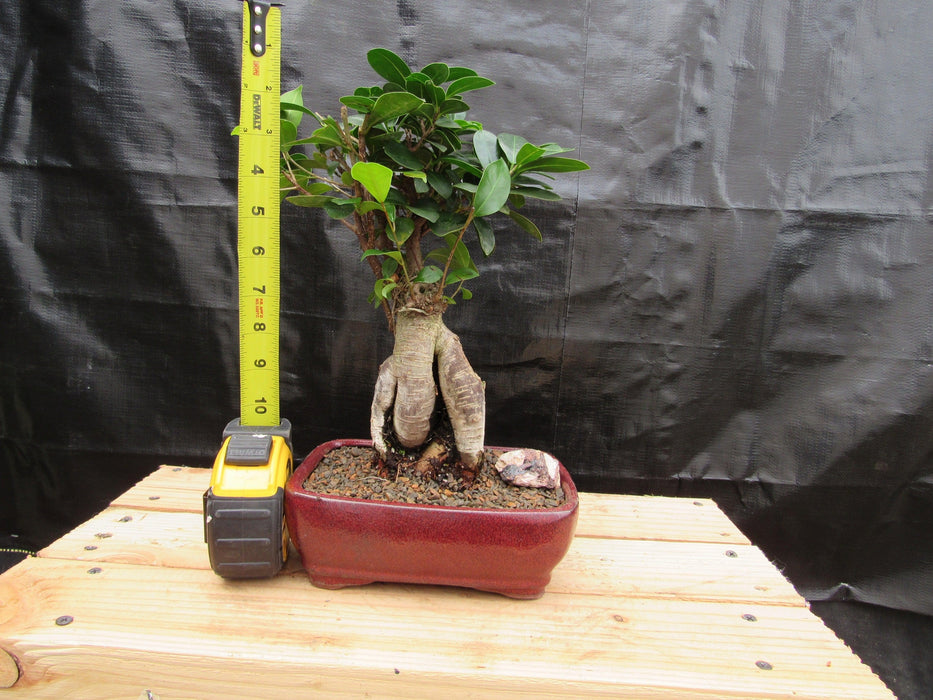 Medium Ginseng Bonsai Tree Size