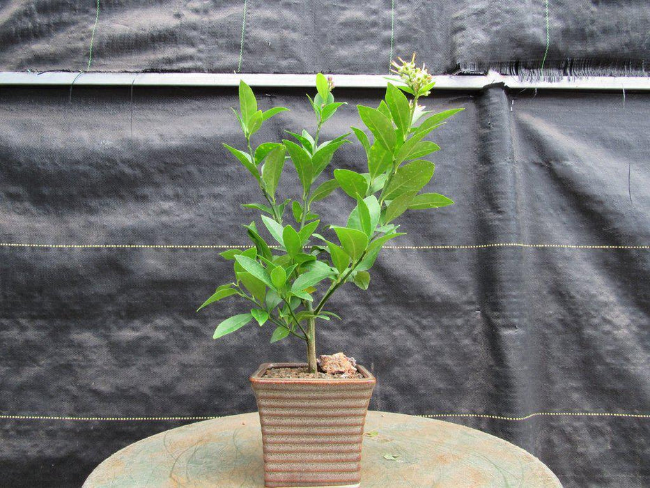 Meyer Lemon Bonsai Tree Profile