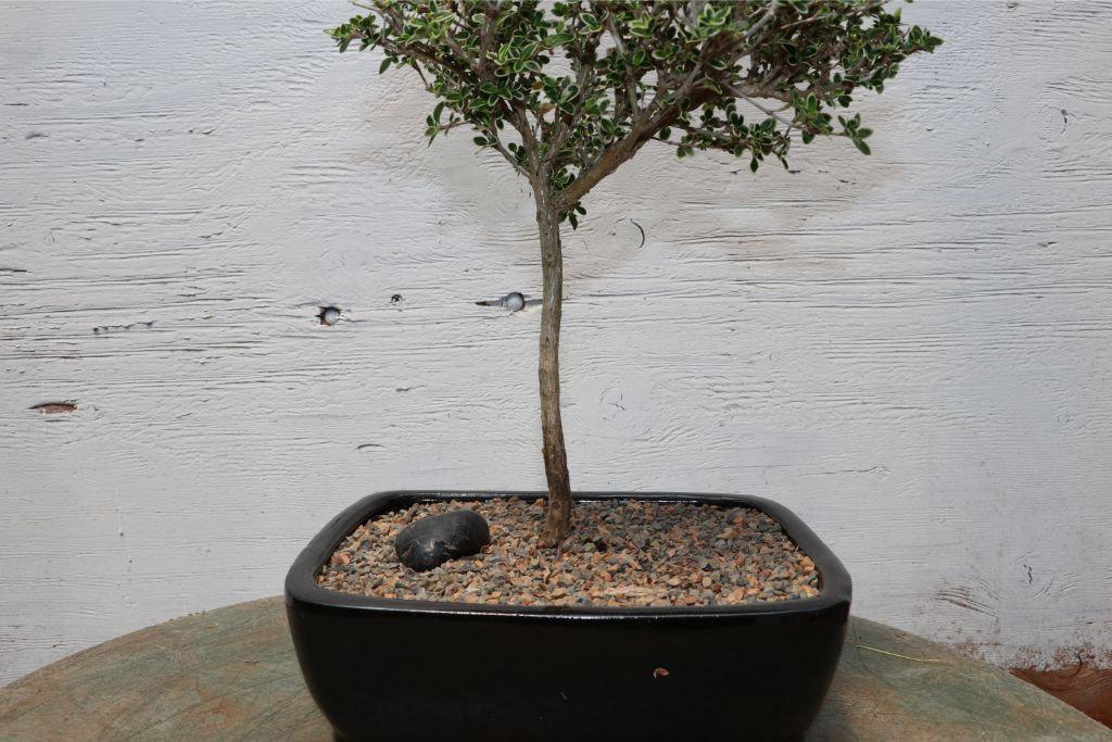 Indoor Mt. Fuji Serissa Bonsai Tree