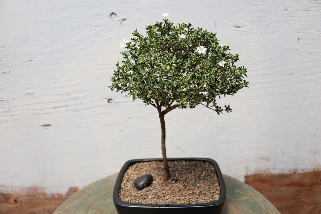 Mt. Fuji Serissa Bonsai Tree Profile