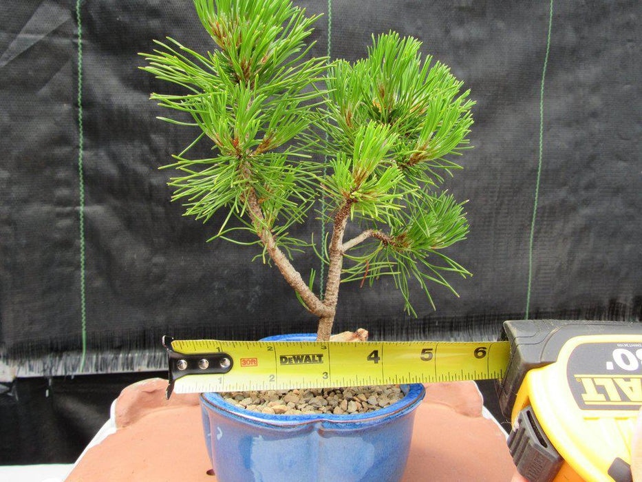 Mugo Pine Bonsai Tree (Small) - Size