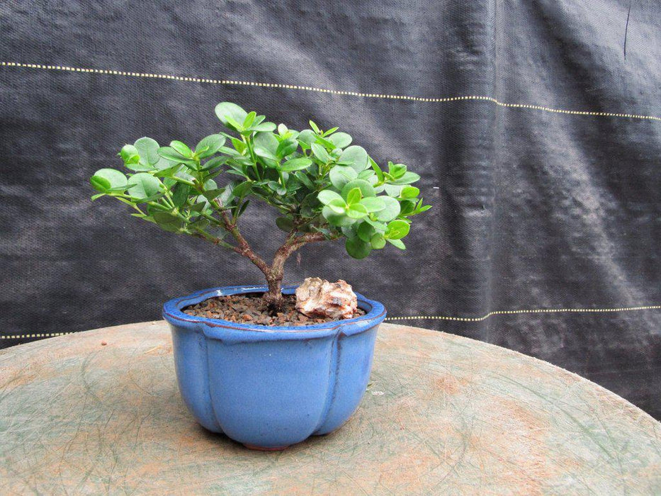 Natal Plum Bonsai Tree Profile