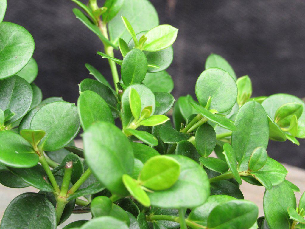 Natal Plum Bonsai Tree Foliage