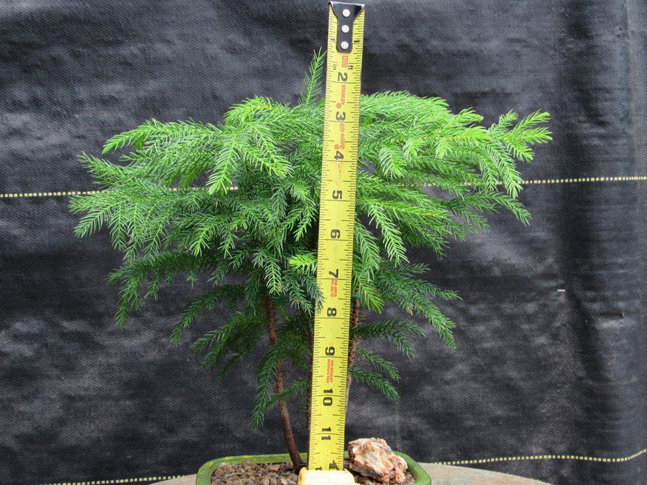 Norfolk Island Pine Bonsai Tree Forest Height