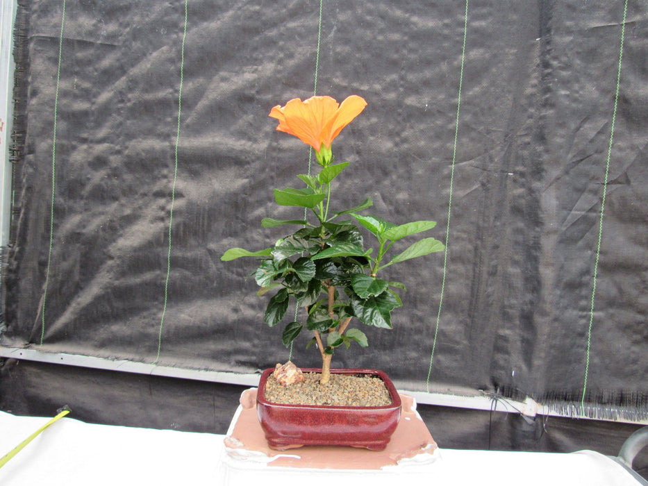 Orange Tropical Hibiscus Bonsai Tree Back