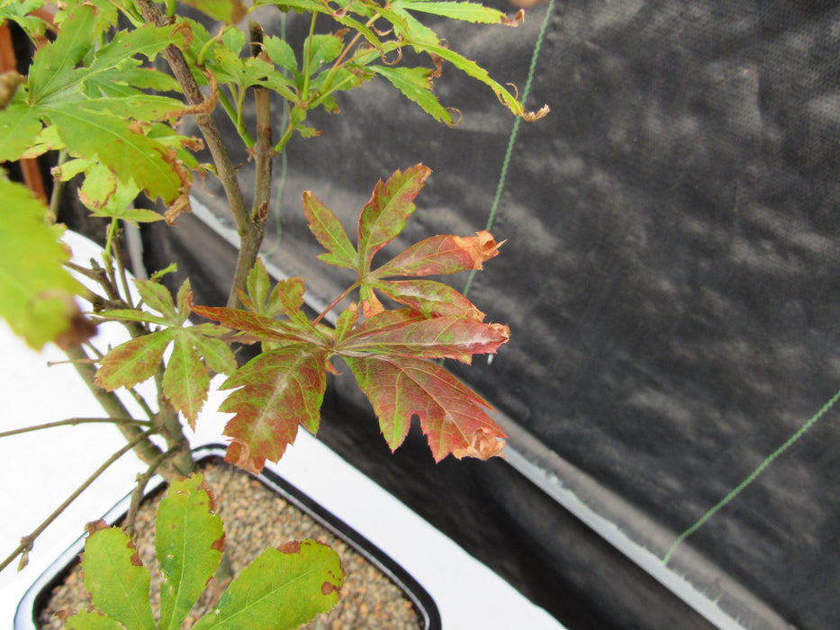 Red Japanese Maple Bonsai Tree Red Leaf