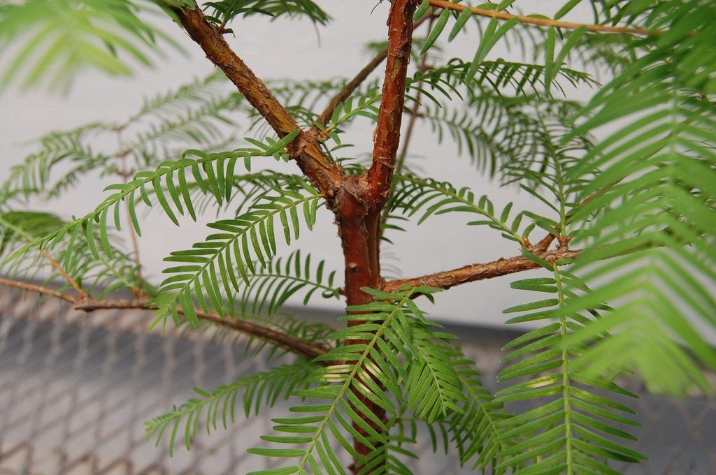 Redwood Bonsai Tree Trunk