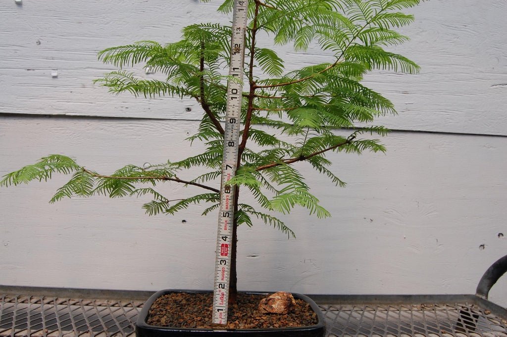 Redwood Bonsai Tree Size