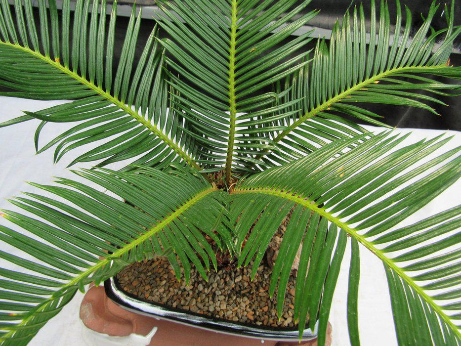 Sago Palm Bonsai Tree Top