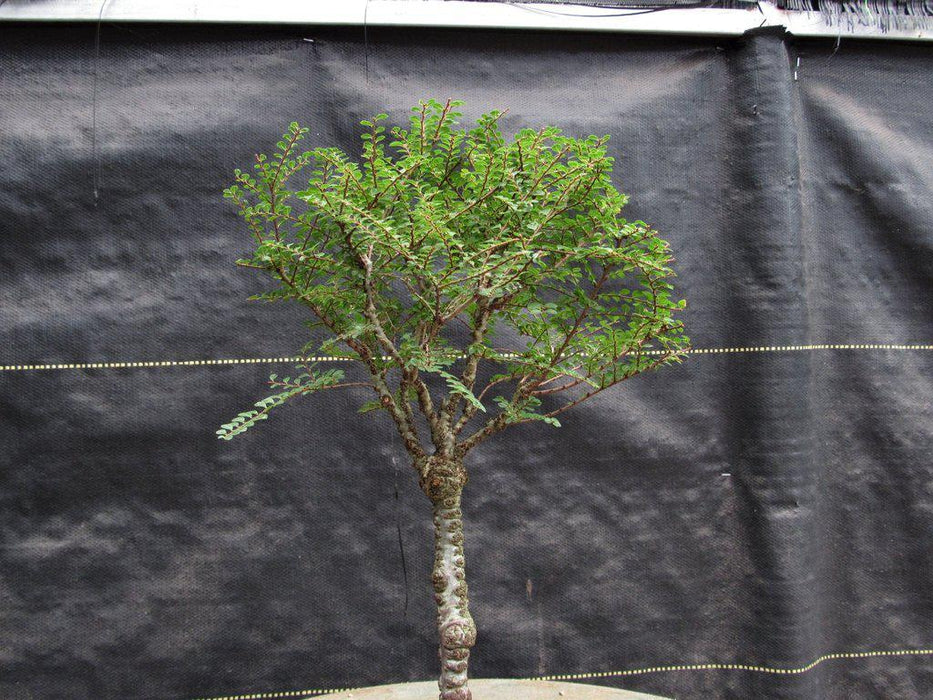 Seiju Elm Bonsai Tree Canopy