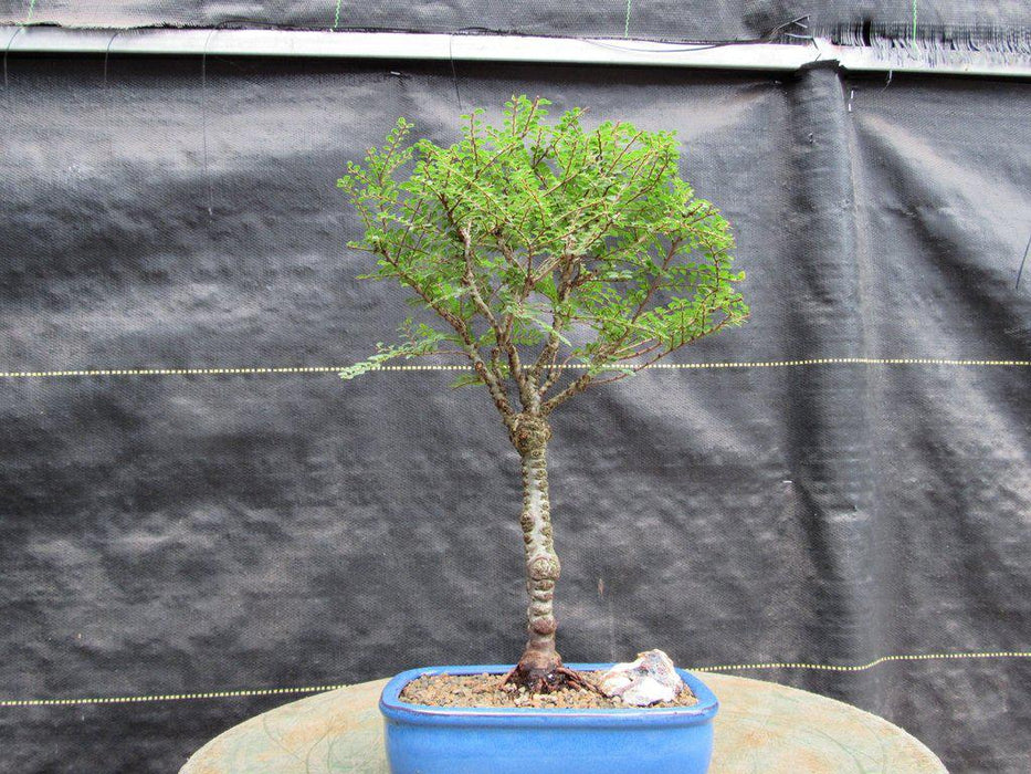 Seiju Elm Bonsai Tree Profile
