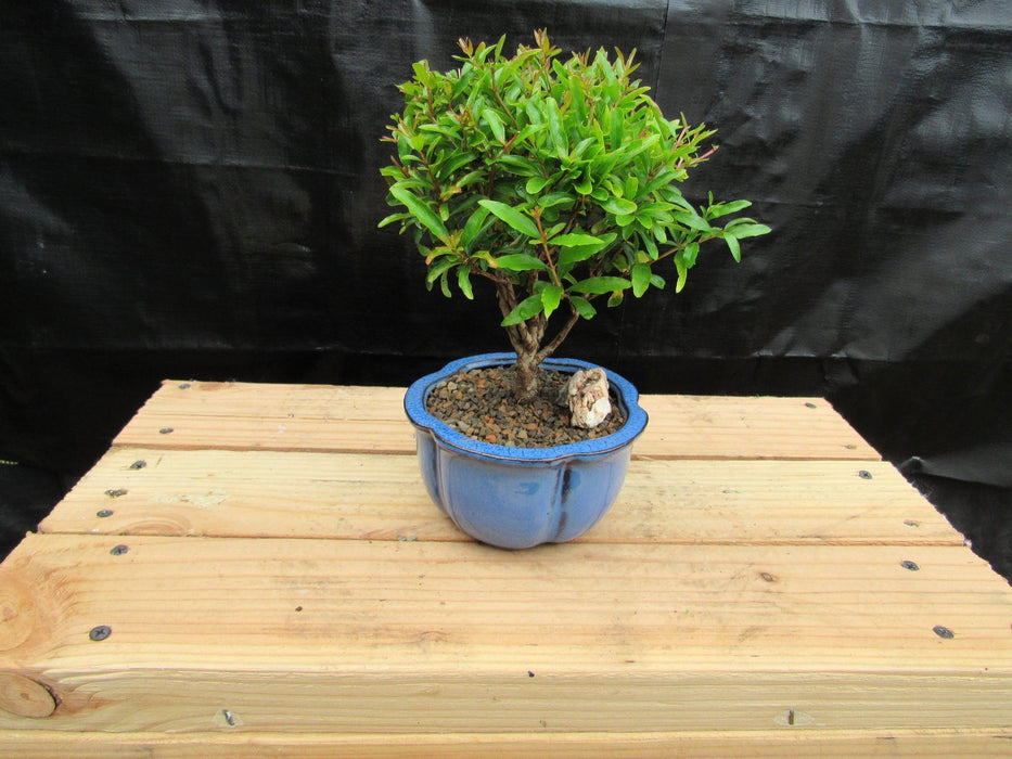 Small Dwarf Pomegranate Bonsai Tree Profile