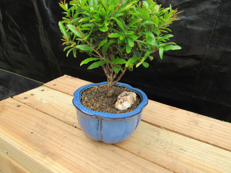 Small Dwarf Pomegranate Bonsai Tree Trunk