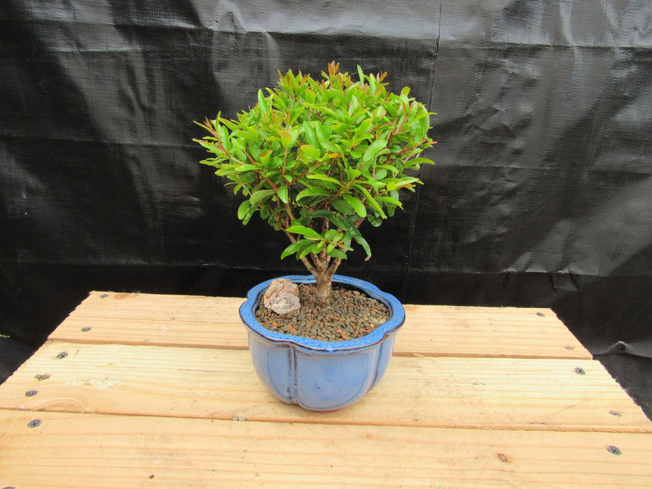 Small Dwarf Pomegranate Bonsai Tree Back