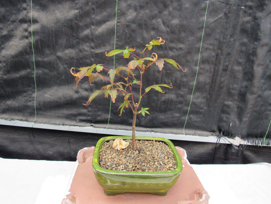 Small Red Japanese Maple Bonsai Tree Back