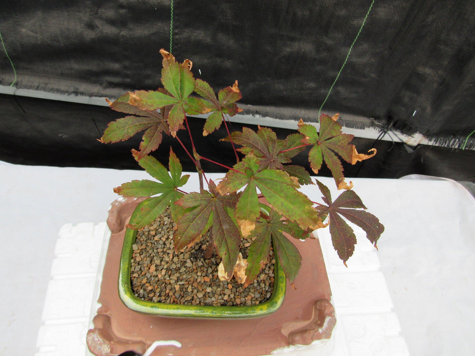 Small Red Japanese Maple Bonsai Tree Canopy