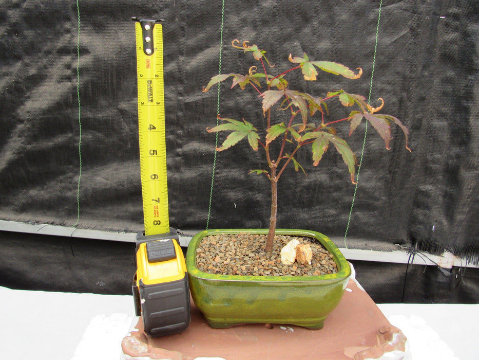 Small Red Japanese Maple Bonsai Tree Height