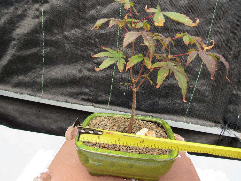 Small Red Japanese Maple Bonsai Tree Width