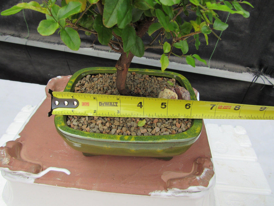 Sweet Plum Bonsai Tree Size