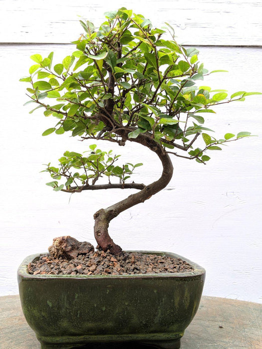 Sweet Plum Bonsai Tree