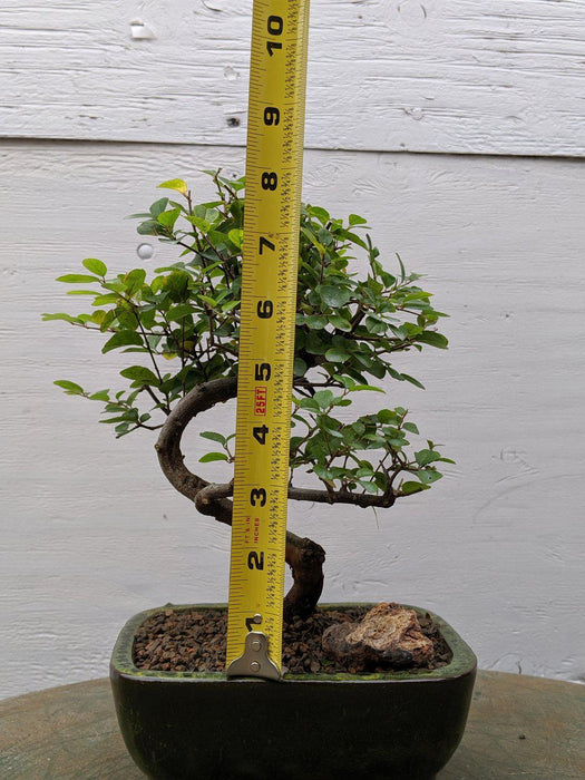 Curved Trunk Style Sweet Plum Bonsai Tree Size
