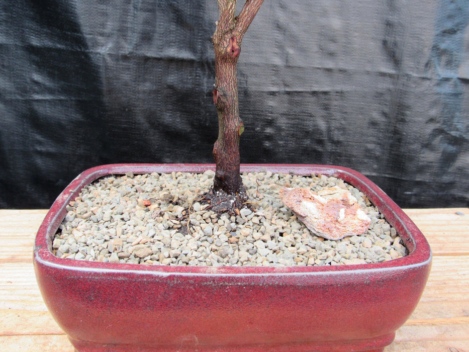 Pink Tropical Azalea Bonsai Tree Trunk