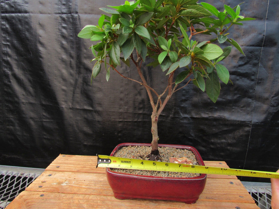 Pink Tropical Azalea Bonsai Tree Size