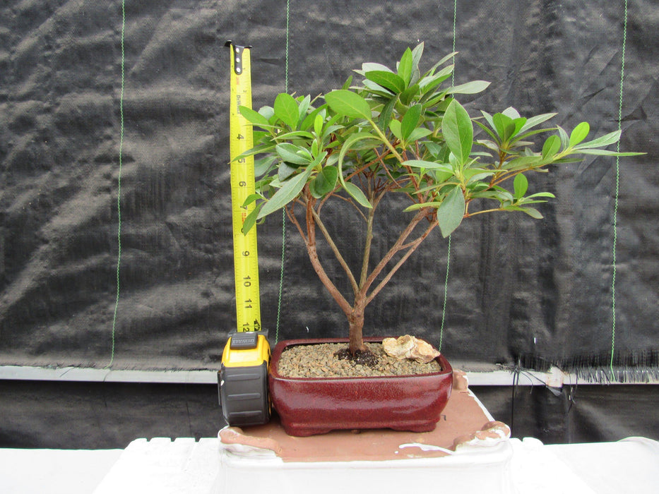 Purple Tropical Azalea Bonsai Tree Height