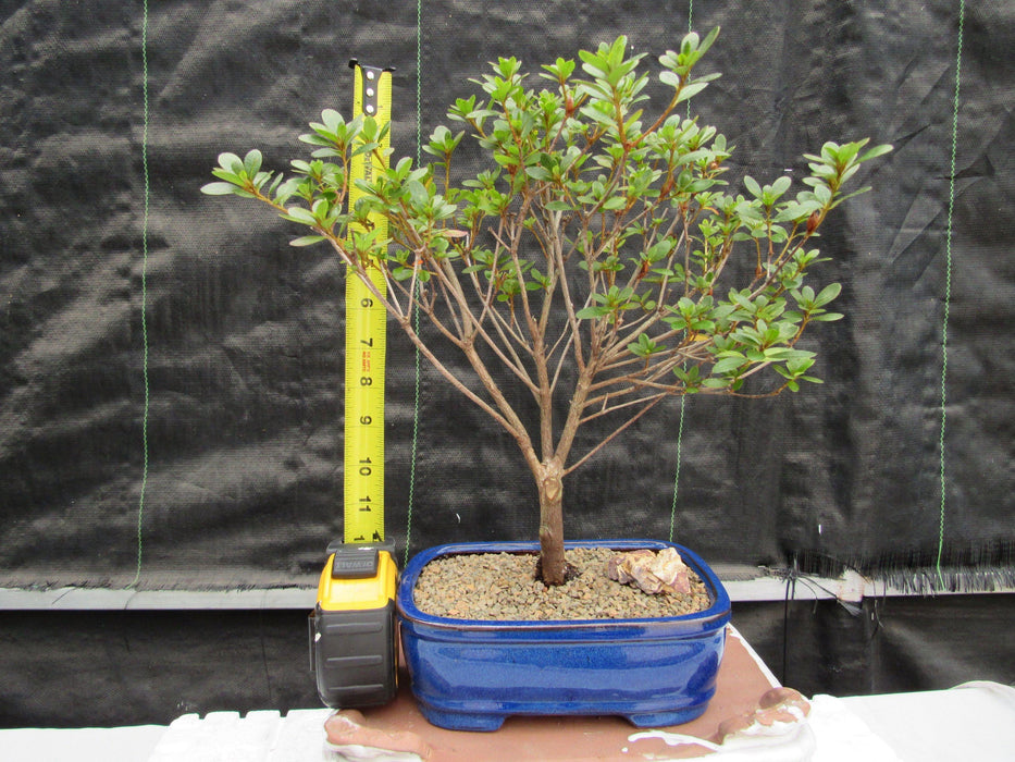 Red Vivid Tropical Azalea Bonsai Tree Height