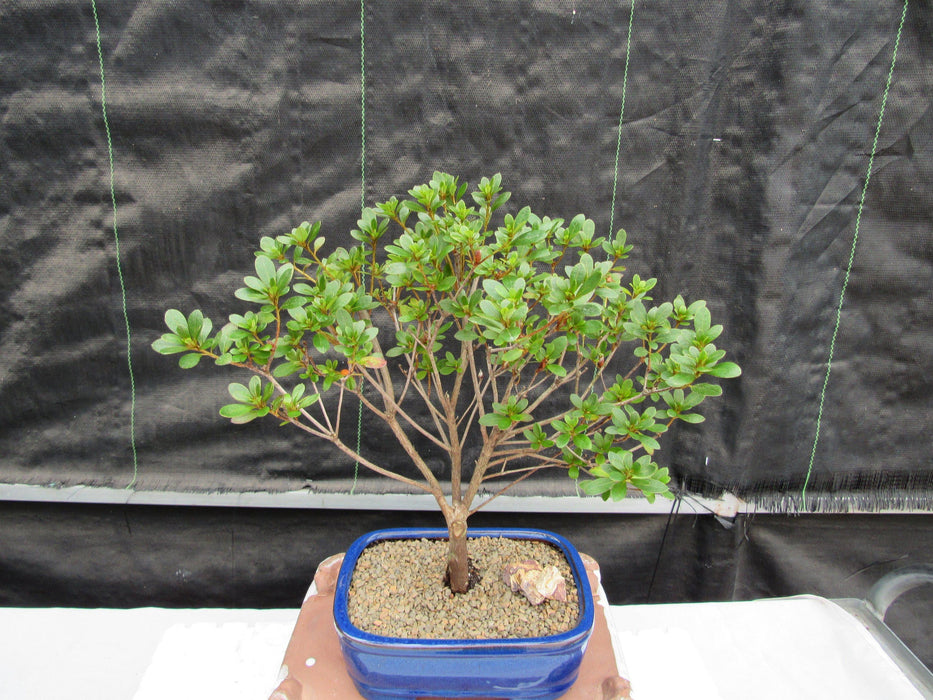 Red Vivid Tropical Azalea Bonsai Tree Profile
