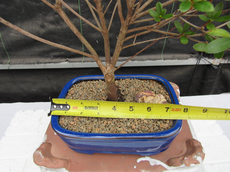 Red Vivid Tropical Azalea Bonsai Tree Size
