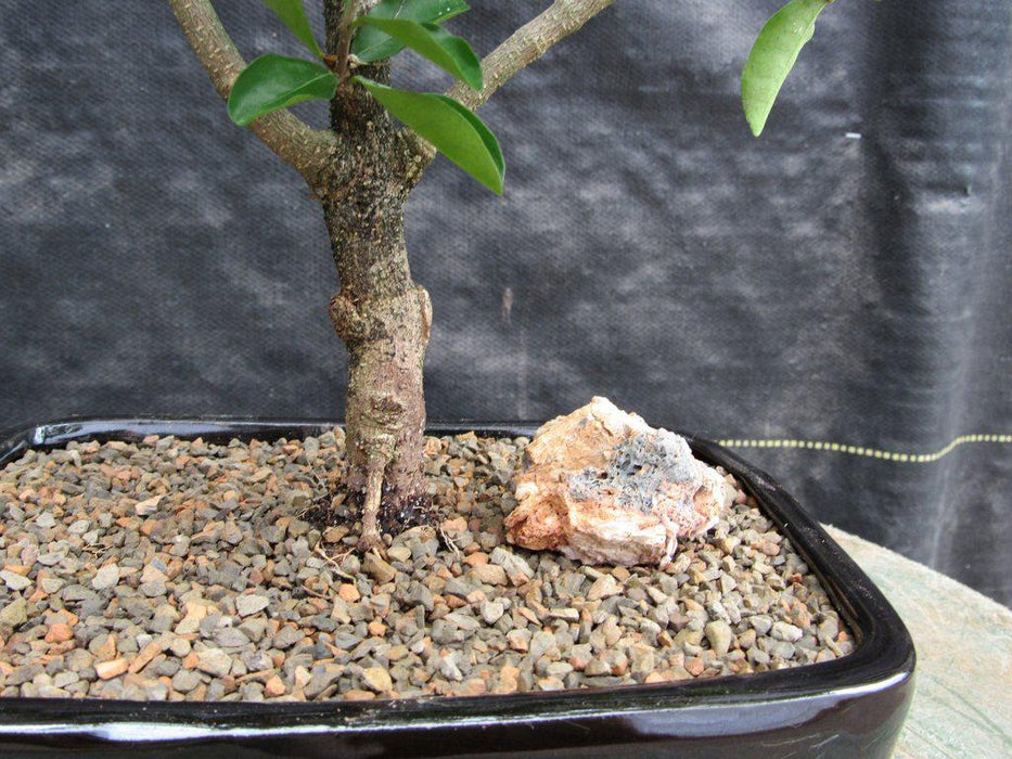 Barbados Cherry Bonsai Tree Roots