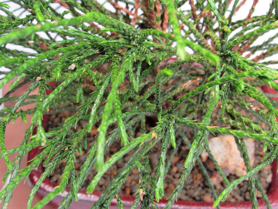 Western Red Cedar Bonsai Tree Foliage