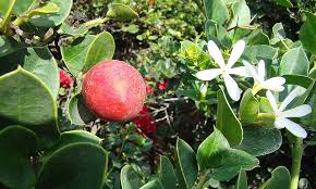 Natal Plum Bonsai Tree Fruit and Flowers