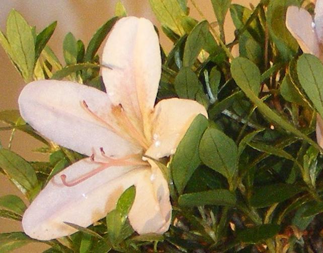 White Hiryu Azalea Flower