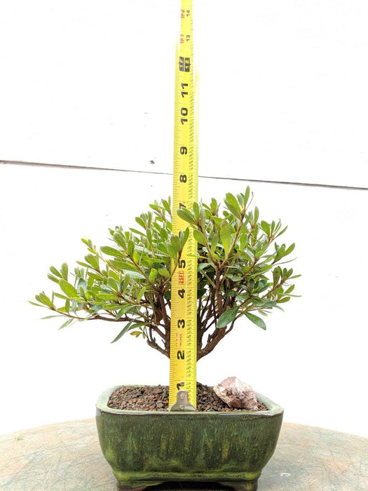 White Hiryu Azalea Bonsai Tree Size