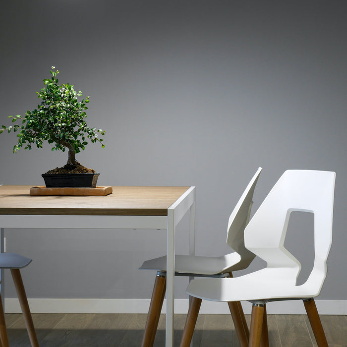 7 Indoor Bonsai Trees That Thrive in Low-Light Environments