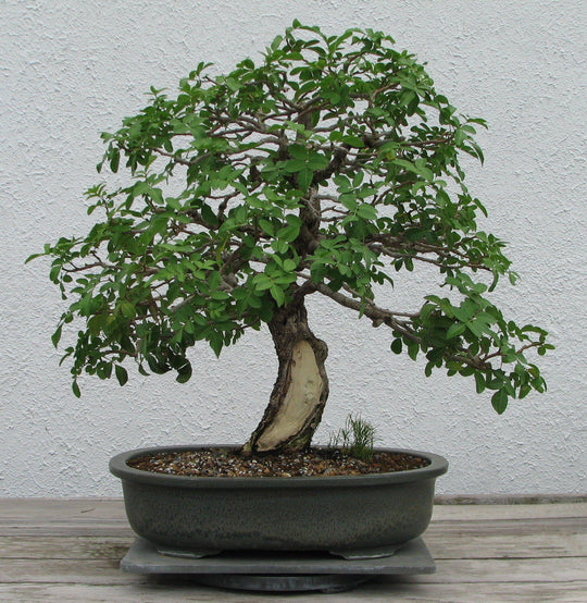 Bonsai As A Hobby Vs. A Profession