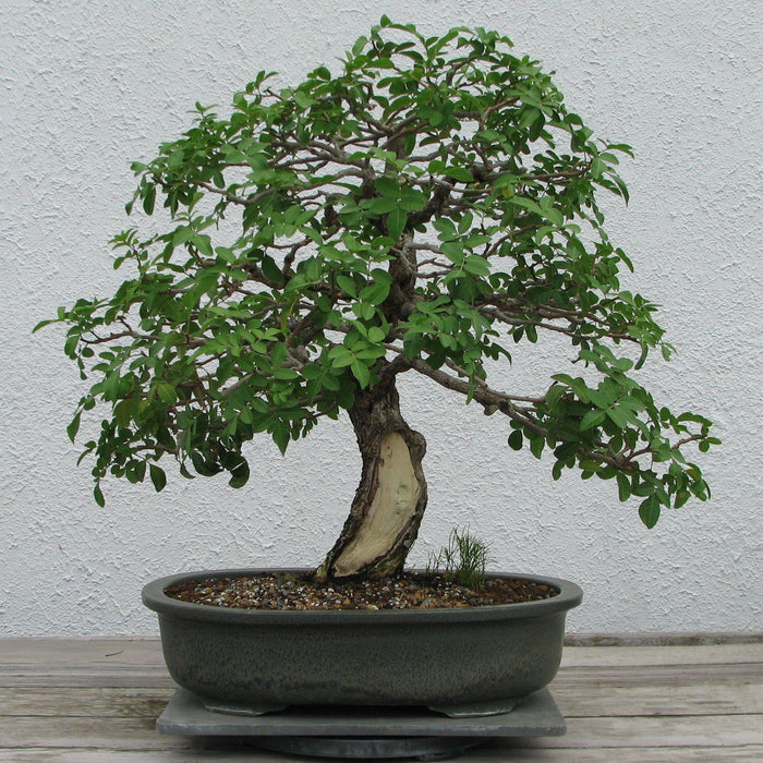 Bonsai As A Hobby Vs. A Profession