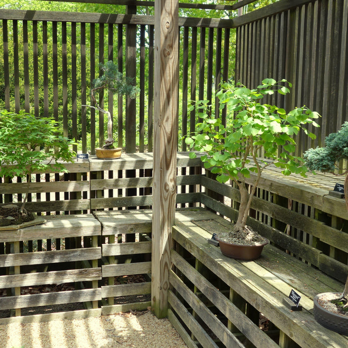 Building A Bonsai Bench