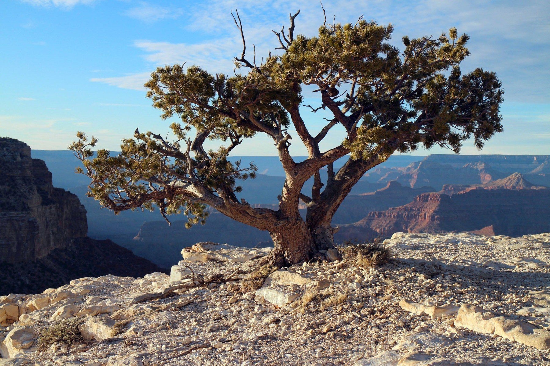 Collecting Bonsai Trees From Nature